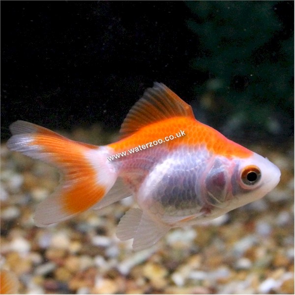 Red & White Fantail | The WaterZoo | Tropical fish | marine fish ...