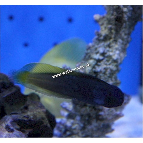 Yellow Tail Midas Blenny | The WaterZoo | Tropical fish | marine fish ...