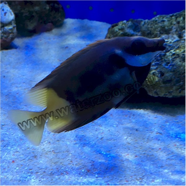 Fiji Foxface Venomous | The WaterZoo | Tropical fish | marine fish ...