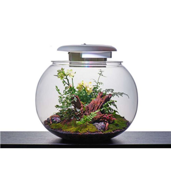 Kyu Globe Aquarium Small 37 Litres Ex Display | The WaterZoo | Tropical ...