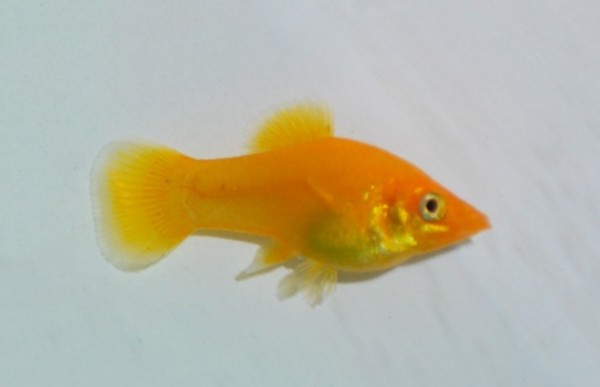 Black And Gold Molly | The WaterZoo | Tropical fish | marine fish ...