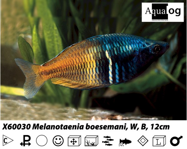 Boesemani Rainbow | The WaterZoo | Tropical fish | marine fish & aquariums