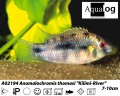 AFRICAN BUTTERFLY    CICHLID