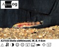 PYGMY CHAIN LOACH