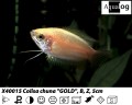 GOLD HONEY           GOURAMI