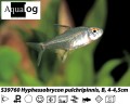 LEMON TETRA BUY 6 FOR 15.00