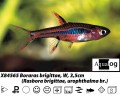 PHOENIX RASBORA      BUY 6 FOR 18.95