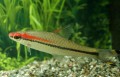 RED TORPEDO BARB DENISONS BARB