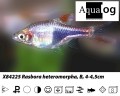 HARLEQUIN RASBORA BUY 6 FOR 17.50